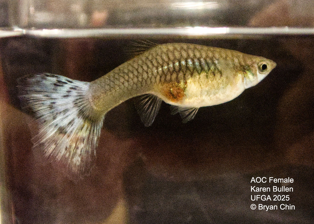 Guppy Female  Green Variegated